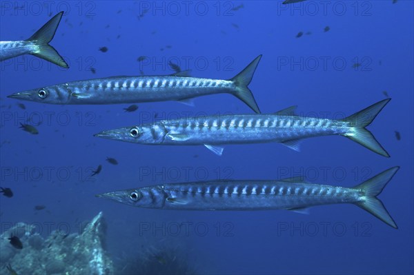 School of fish, group, school of barracuda (Sphyraena sphyraena) in the Mediterranean Sea near