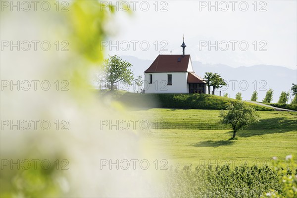 Apple orchard in bloom, Antonius Chapel, Selmnau, near moated castle, Lake Constance, Swabia,