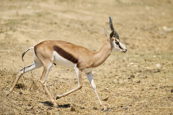 Springbok (Antidorcas marsupialis), running through the dessert, captive, distribution Africa