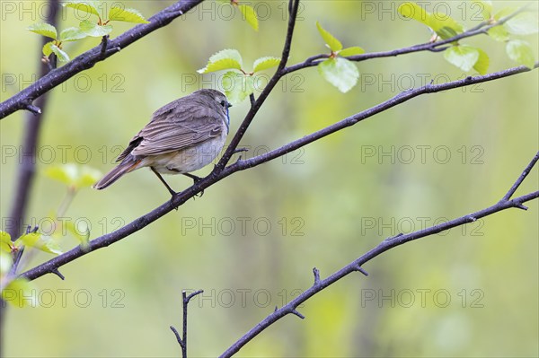 Red-throated Bluethroat or Tundra Bluethroat (Luscinia svecica), adult male sitting on a branch,