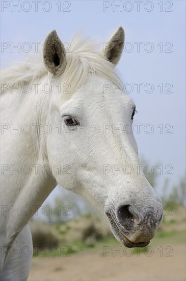 Camargue horse, portrait, Camargue, Provence, South of France