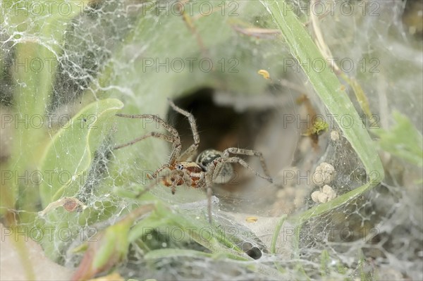 Common labyrinth spider (Agelena labyrinthica), female in web, Provence, South of France
