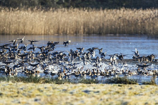 Eurasian Wigeon, Mareca penelope, birds in flight over marshes at winter