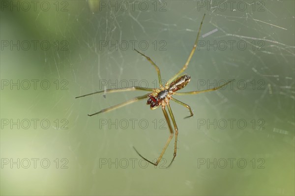 Garden canopy spider (Linyphia hortensis), canopy spider, male, North Rhine-Westphalia, Germany,