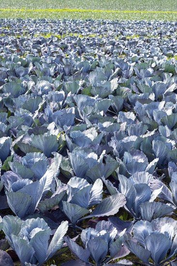 Red cabbage, red cabbage, blue cabbage, blue cabbage, winter vegetables growing in a field, Hegau,