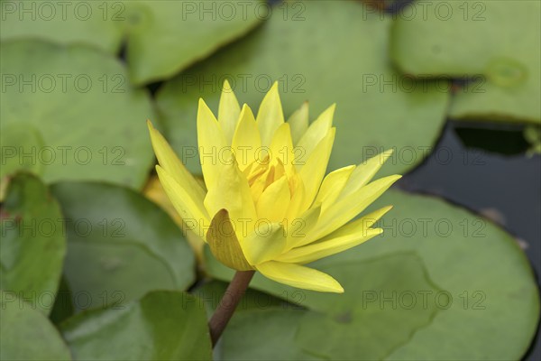 Yellow water lily (Nymphaea), Botanical Garden, Erlangen, Middle Franconia, Bavaria, Germany,