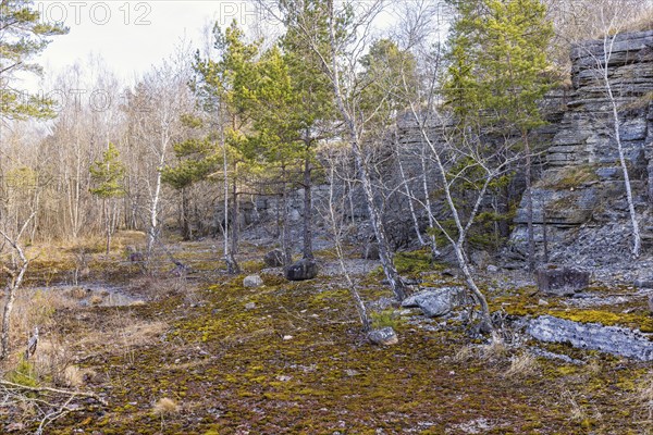Rock face at an old disused limestone quarry with growing pine trees