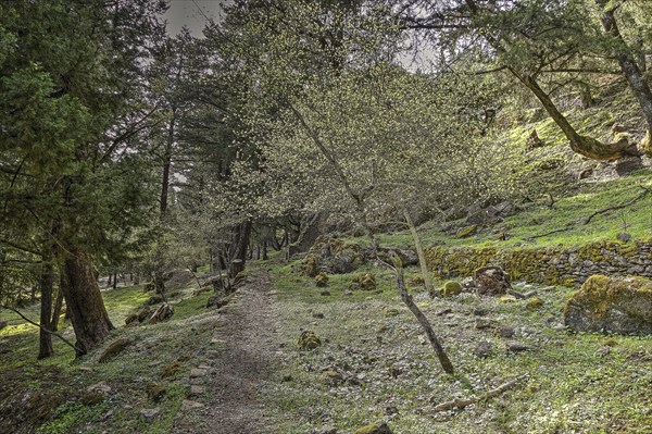 A quiet forest path surrounded by green trees and moss-covered stones, Large old trees, wild