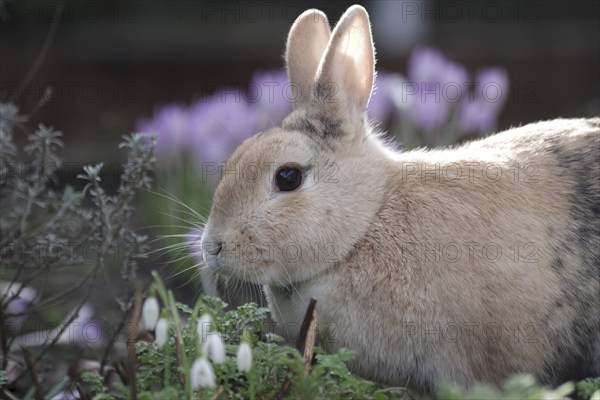 Rabbit (Oryctolagus cuniculus domestica), Portrait, Spring, Garden, Easter, A brown rabbit sits