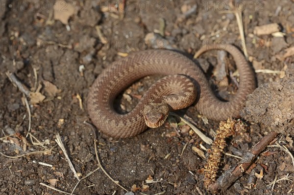 Common european viper (Vipera berus), juvenile, North Rhine-Westphalia, Germany, Europe