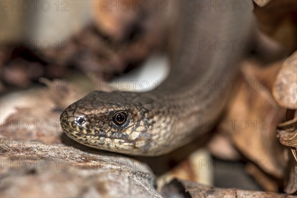Western slow worm (Anguis fragilis) in dry autumn leaves, animal portrait, Hesse, Germany, Europe