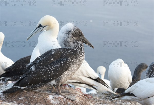 A gannet (Morus bassanus) (synonym: Sula bassana) next to a young bird on a rock with other birds