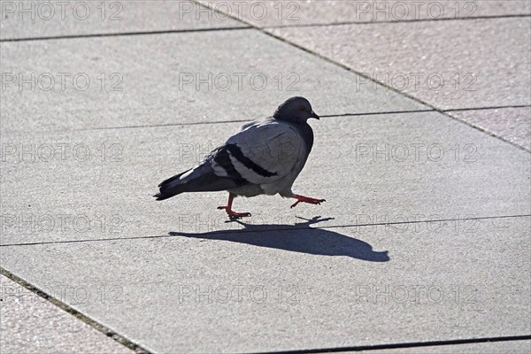 City pigeon with shadow, wintertime, Saxony, Germany, Europe