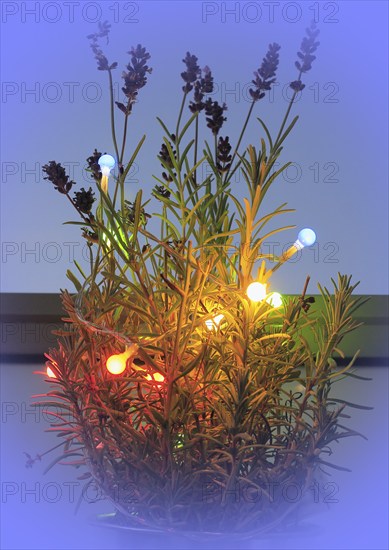 Lavender (Lavandula), with fairy lights and bokeh, North Rhine-Westphalia, Germany, Europe