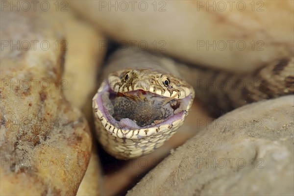 Dice snake (Natrix tessellata) with preyed fish, Provence, southern France