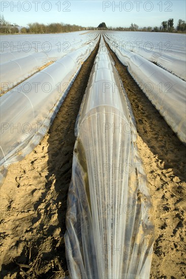 Plastic sheeting cloches protecting early vegetable crop in field, Hollesley, Suffolk, England,