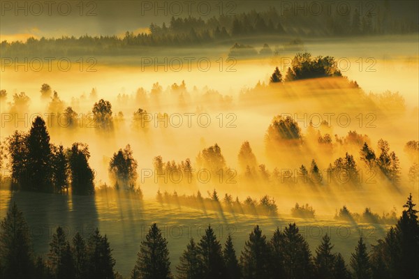 Fog and forest at the Rothenthurm high moor, Canton Schwyz, Switzerland, Europe