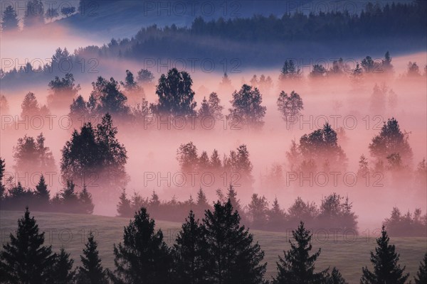 Fog and trees at the Rothenthurm high moor, Canton Schwyz, Switzerland, Europe