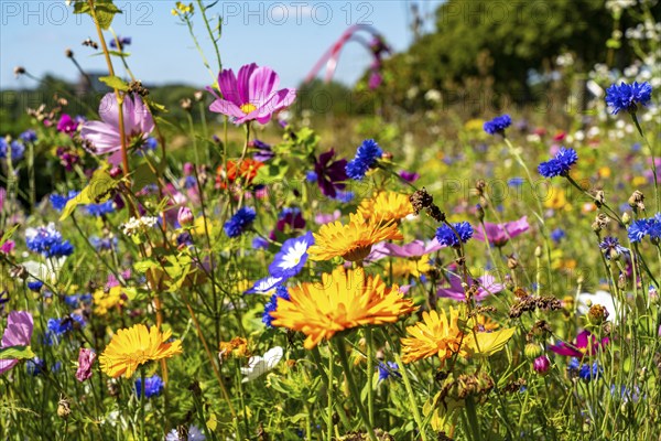 The Nordsternpark, former site of the Nordstern colliery, wildflower meadow, double arch bridge, in