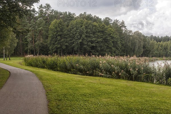 A forest park with large trees Druskinikai, Lithuania, Europe