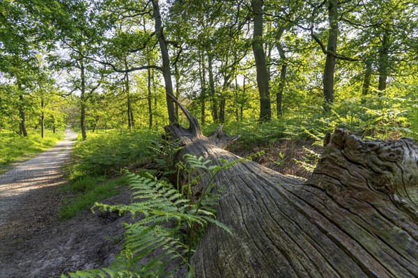 Diersfordter Wald, north of Wesel, nature park with oak and beech forests, glacial sand dunes,