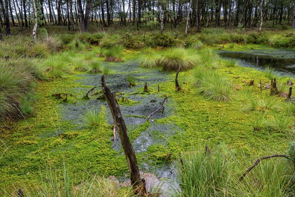 The Pietzmoor, raised bog in the Lüneburg Heath nature reserve, near Schneverdingen, Lower Saxony,