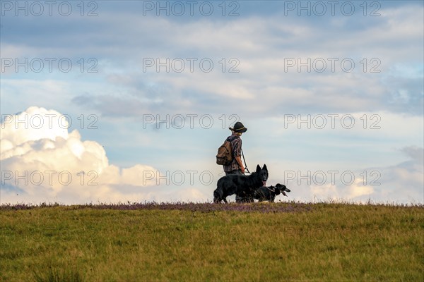 Shepherd of a herd of heather sheep, in the Lüneburg Heath, near Niederhaverbeck, heather blossom