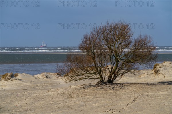 Dune landscape, tree, wind fugitive, in the west of Borkum, island, East Frisia, winter, season,