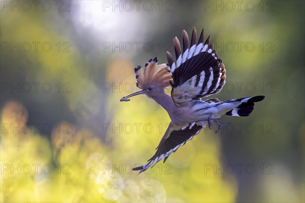 Hoopoe (Upupa epops) Bird of the Year 2022, with beetle larva as prey, erect cap, sunrise, golden