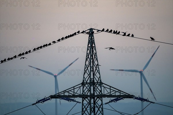 Many birds, rooks, sitting on a high-voltage power line after sunset, wind power plants, Hamm,