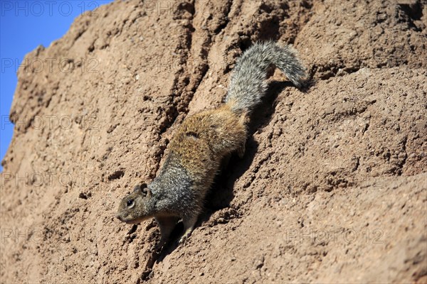 Rock gopher, (Otospermophilus variegatus), adult, on rocks, vigilant, Sonoran Desert, Arizona,