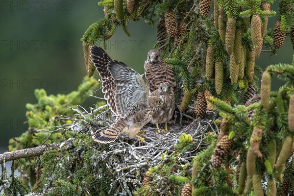 Common kestrel (Falco tinnunculus), young birds not yet ready to fly in the nest,