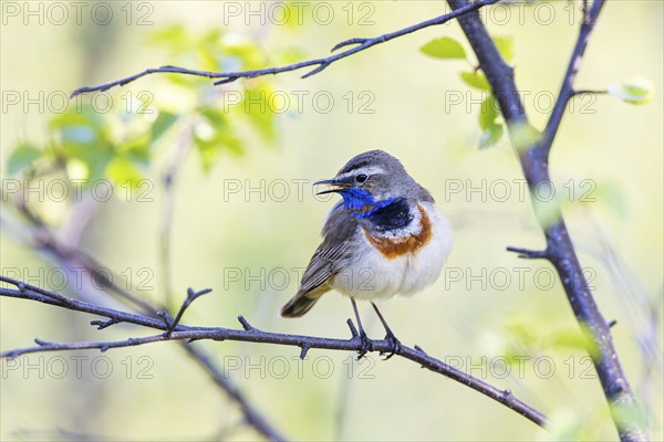 Red-throated Bluethroat or Tundra Bluethroat (Luscinia svecica), adult male with open beak sitting