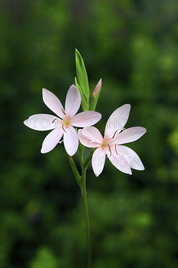 River lily (Hesperantha coccinea), flowering, blooming, at a pond, Elllerstadt, Germany, Europe