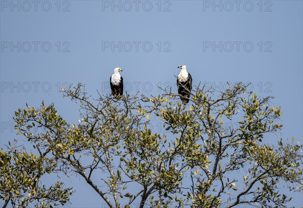 Two Lesser Spotted Eagles (Haliaeetus vocifer) perched in a tree against a blue sky, adult and