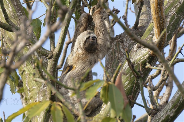 Brown throated Three toed Sloth, Bradypus variegatus, in a tree, Amazon basin, Brazil, South