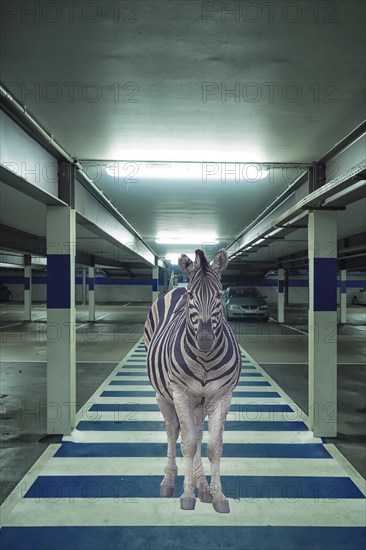 Funny photo, zebra standing on zebra crossing in car park