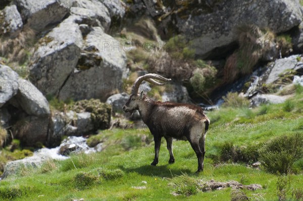 An ibex stands in a meadow against a background of rocks and a small stream, Gredos ibex (Capra