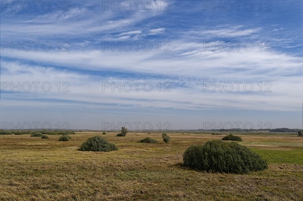 The Biebrza Valley in the Biebrza National Park in northern Poland. Goniadz, Podlasie, Poland,