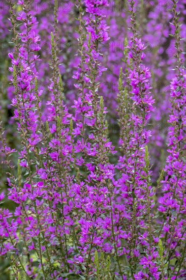 Purple loosestrife (Lythrum salicaria), spiky loosestrife, flowering purple lythrum, North