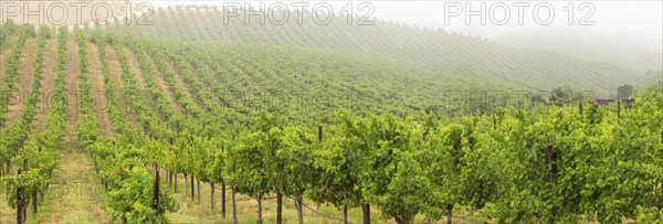 Beautiful grape vineyard landscape banner