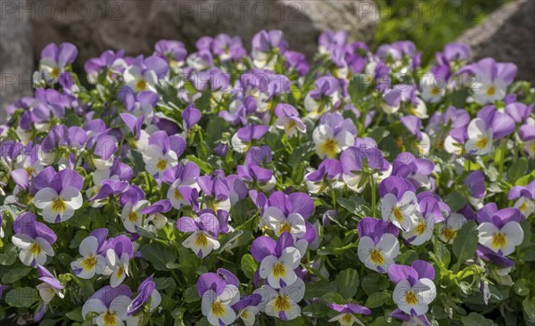 Horned pansy (Viola cornuta), North Rhine-Westphalia, Germany, Europe