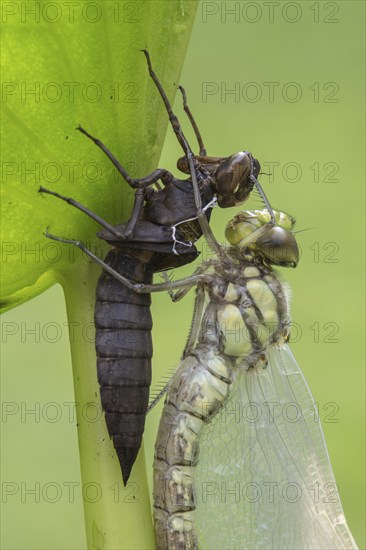 Southern Hawker (Aeshna cyanea) with exuviae, Emsland, Lower Saxony, Germany, Europe