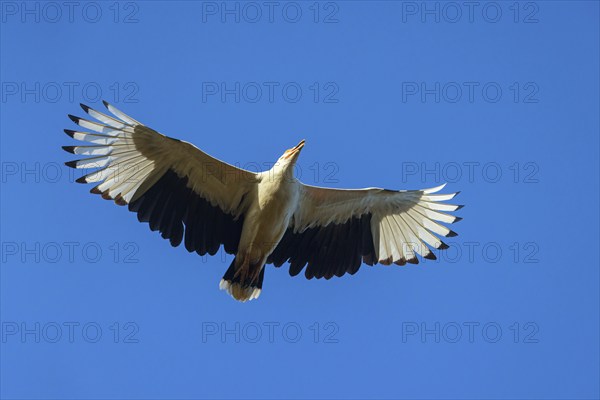 Palm Vulture, (Gypohierax angolnesis), Tujereng area, Tujereng, South Bank, Gambia, Africa