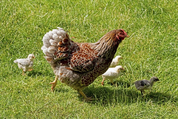Chicken with chicks, Eime, Leinebergland, Lower Saxony, Germany, Europe
