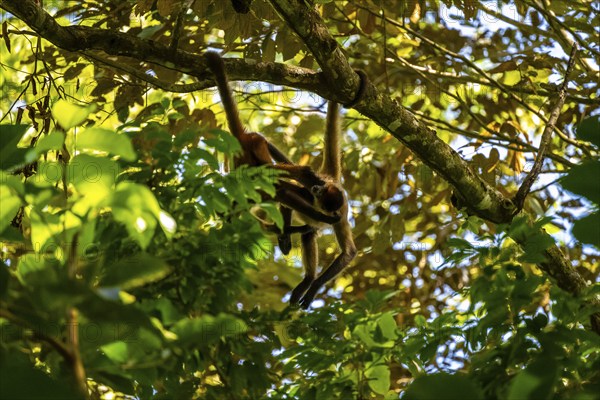 Geoffroy's spider monkey (Ateles geoffroyi), Tortuguero National Park, Costa Rica, Central America