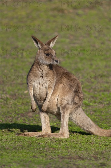 Giant kangaroo (Macropus fuliginosus) stands in a meadow and looks attentively, Germany, Europe
