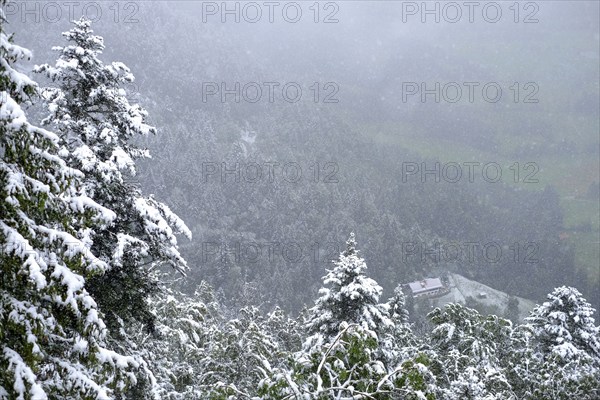 Winter onset, mountains, trees, snow-covered, snowfall, panorama, forest, view from above,