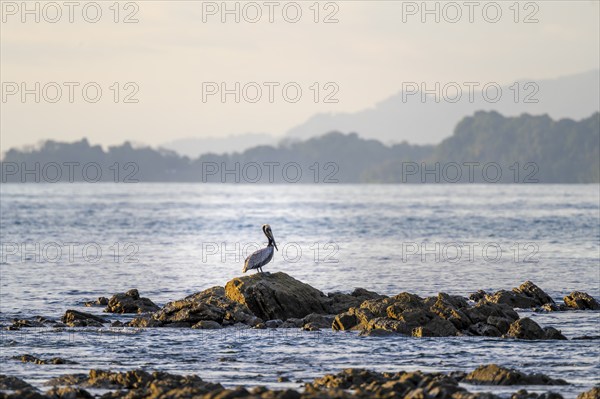 Brown pelican on the coast, Marino Ballena National Park, South Pacific beach and sea, Puntarenas