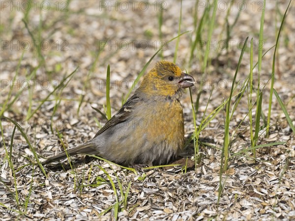 Pine Grosbeak (Pinicola enucleator), adult female, perched on the ground amongst sunflower seed